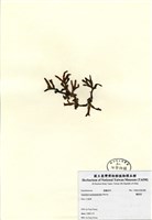 藏品(鳳尾菜)的圖片